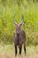 Waterbuck