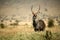 Waterbuck