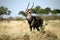 Waterbuck