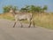 Waterbuck