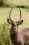 Waterbuck in Africa savannah wild nature