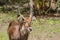 Waterbuck in Africa wild nature