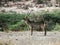 Waterbuck African antelope at Samburu