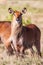 Waterbuck African Wildlife Background Nature Portrait of Life. Close up