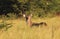 Waterbuck - African Wildlife Background - Pride and Power