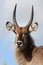 Waterbuck Antelope