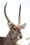 Waterbuck Antelope