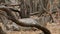 Waterbuck antelope `Kobus ellipsiprymnus defassa`, Kruger National Park
