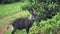 Waterbuck Antelope Standing Next To The Lush Green Trees In Aberdare National Park, Kenya.-medium s