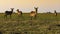 Waterbuck Antelopes in the Chobe Natural Park in Botswana, Africa