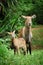 Waterbuck with baby