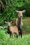 Waterbuck with baby