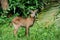 Waterbuck baby in National park of Kenya