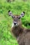 Waterbuck beauty portrait, Tanzania