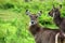 Waterbuck beauty, Tanzania