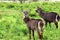 Waterbuck beauty, Tanzania