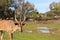 Waterbuck with big horns is standing in safari Ramat Gan, spring in Israel. Wildlife shooting