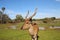 Waterbuck with big horns is standing in safari Ramat Gan, spring in Israel. Wildlife shooting
