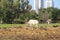 Waterbuck with big horns is standing in safari Ramat Gan, spring in Israel. Wildlife shooting