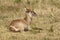 Waterbuck at Boteilierskop