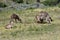 Waterbuck, Botlierskop Reserve, South Africa