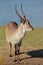 Waterbuck bull