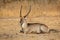 Waterbuck bull