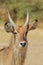 Waterbuck Bull - African Wildlife Background - Stare of Innocent and Beautiful Nature