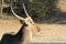 Waterbuck Bull - African Wildlife - Staring into the Sun