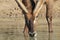 Waterbuck Bull - Drinking Golden Water - Wildlife from Africa