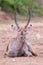 Waterbuck bull with huge horns resting on ground of a dry river