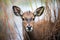 waterbuck calf hiding in riverine bush