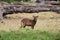 Waterbuck calf at masai mara