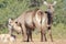 Waterbuck Calf - Wildlife from Africa - Animal Mom Love