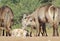 Waterbuck Calf - Wildlife from Africa inspecting the new world