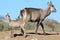 Waterbuck Calf - Wildlife from Africa proudly with Mother