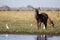 Waterbuck - Chobe N.P. Botswana, Africa