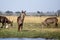 Waterbuck - Chobe N.P. Botswana, Africa