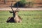 Waterbuck, Chobe National Park, Botswana