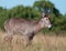 Waterbuck close