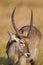 Waterbuck close up of head