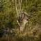Waterbuck deep in the African bush