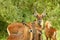 Waterbuck Family