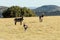 Waterbuck family in the Free State, South Africa