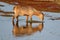 Waterbuck feeding in water