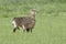 Waterbuck female with calf