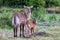 waterbuck female with calf in Masai Mara