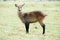 Waterbuck (Female), Kidepo Valley National Park