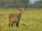 Waterbuck Female at Kobus ellipsiprymnus