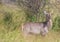 Waterbuck female at the Kruger National Park